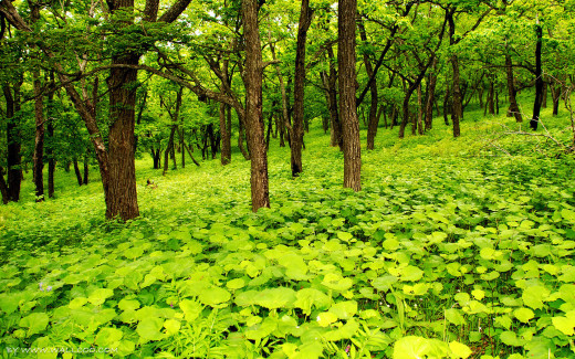 487708 (a): :1920x1200